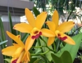 Cách sử dụng phân bón cho hoa lan