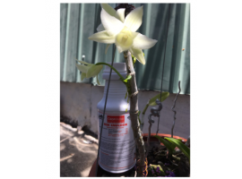 Phân cá hữu cơ Phú Hào 4-1-1 lọ 250ml