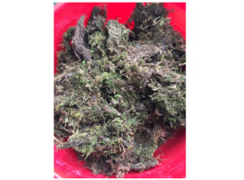 Rêu rừng - 500gr