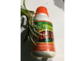Vitamin B1 Thái nhập khẩu đóng gói tại Việt Nam lọ 100ml